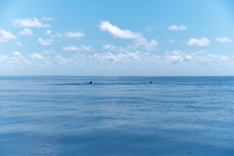 Clouds Above Sea And Sharks