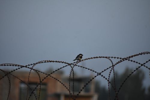 Free A sparrow sits atop a barbed wire fence against a muted sky background. Stock Photo
