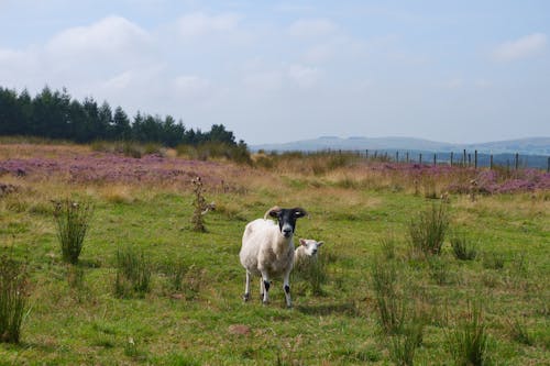 Sheep and a Lamb on Grass Field