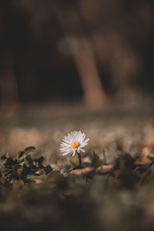 Free Close-up of a daisy with dramatic lighting and blurred background, creating a moody outdoor scene. Stock Photo