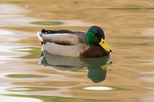 Free A vivid mallard duck gracefully floats on calm water reflecting in Rome, Italy. Stock Photo