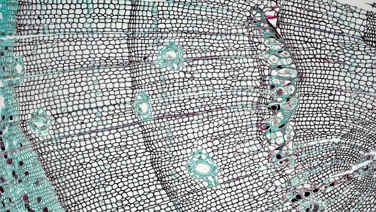 Microscopic view of cellular regeneration