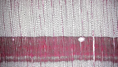 Darmowe zdjęcie z galerii z abstrakcyjny, biały i czerwony, kształty