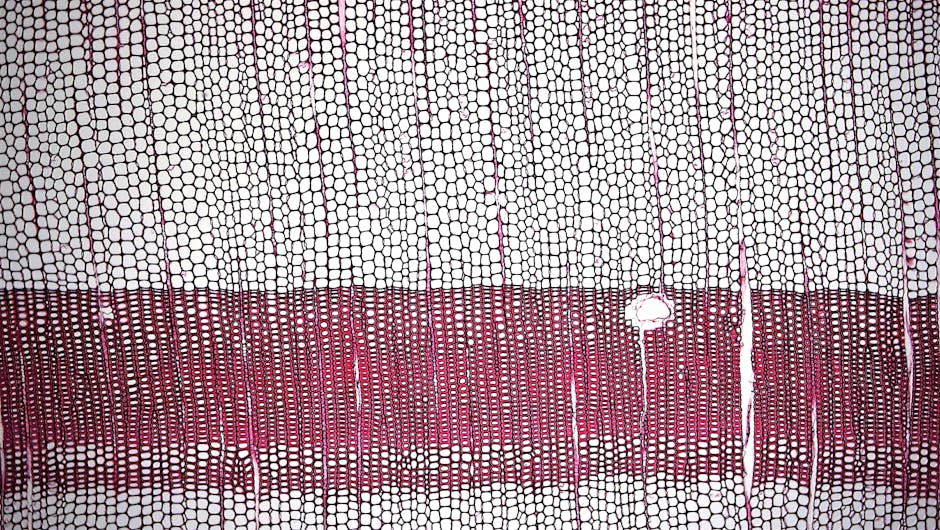 effet antibiotique sur bactérie