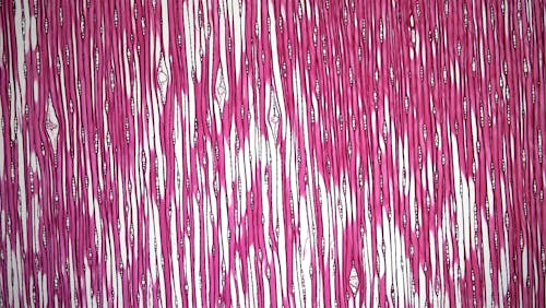 Abstract Stripey Background 