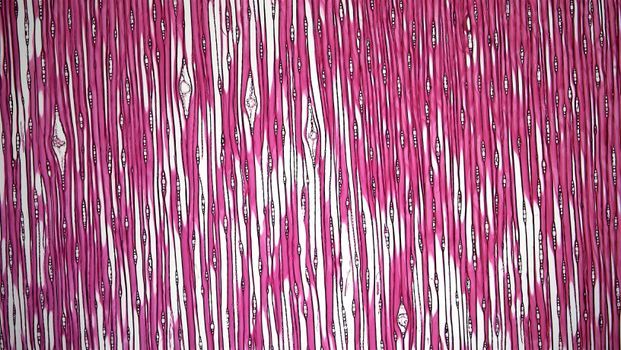 Close-up microscopic view showcasing the unique structure of plant tissue with vibrant pink coloring.