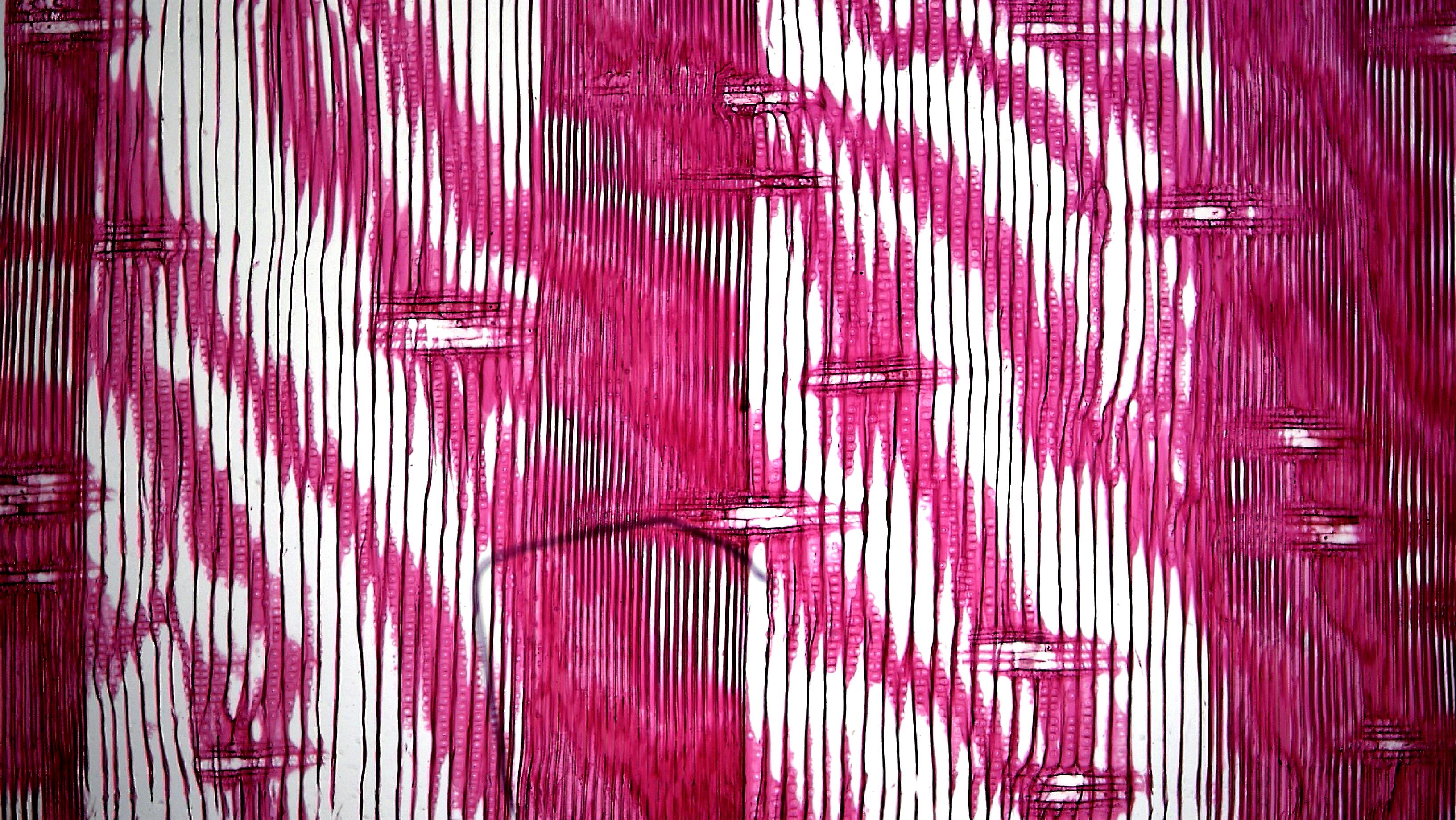 pink-lines-on-white-free-stock-photo