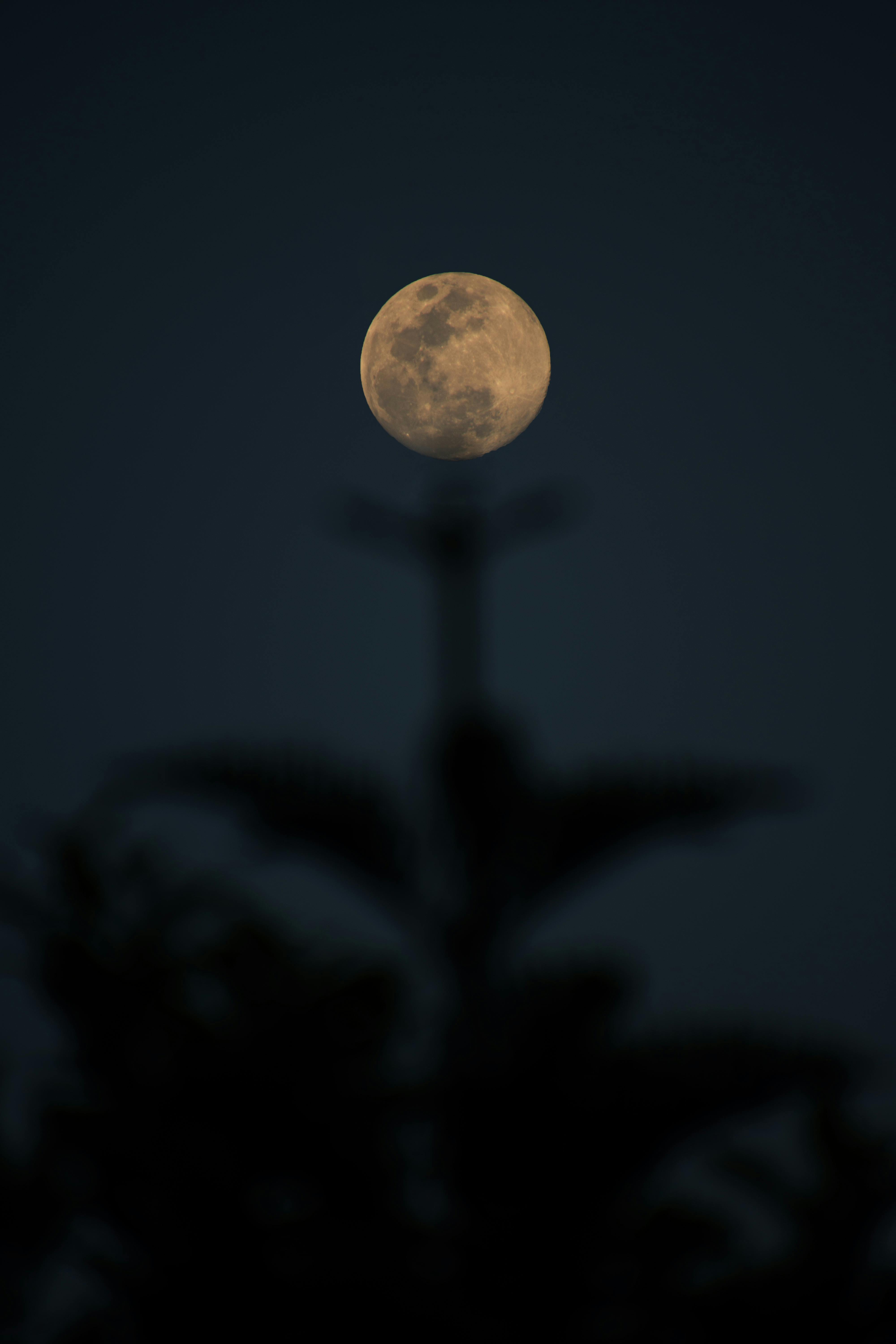 Free stock photo of full moon, moon, tree