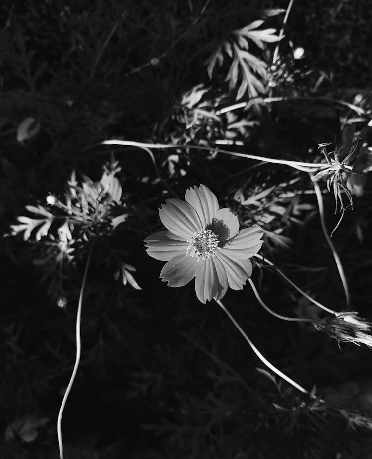 Grayscale Photo Of A Garden Cosmos