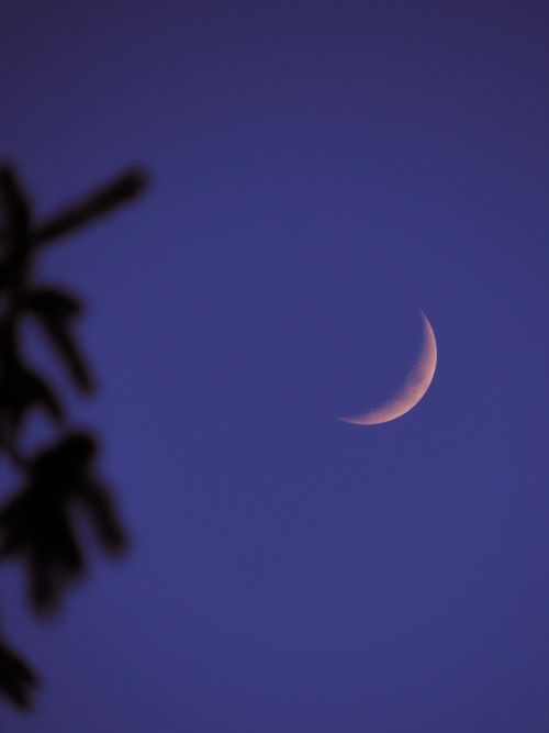 Free A serene crescent moon in a twilight sky with a silhouette of tree branches. Stock Photo