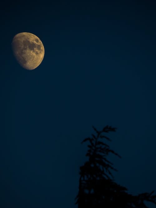 Darmowe zdjęcie z galerii z drzewo, fotografia księżycowa, księżyc