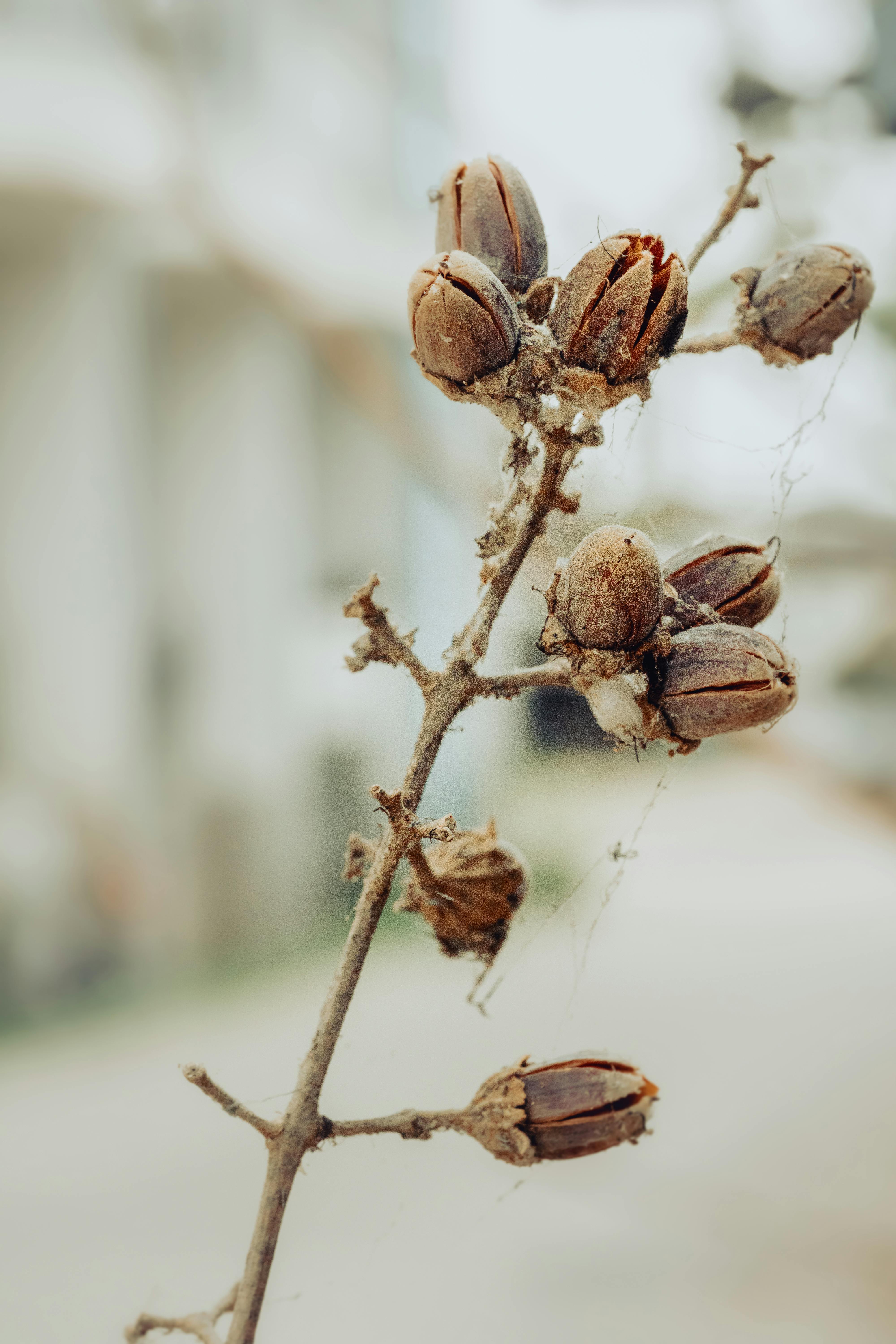Brown Dried Flower Buds on a Stem · Free Stock Photo