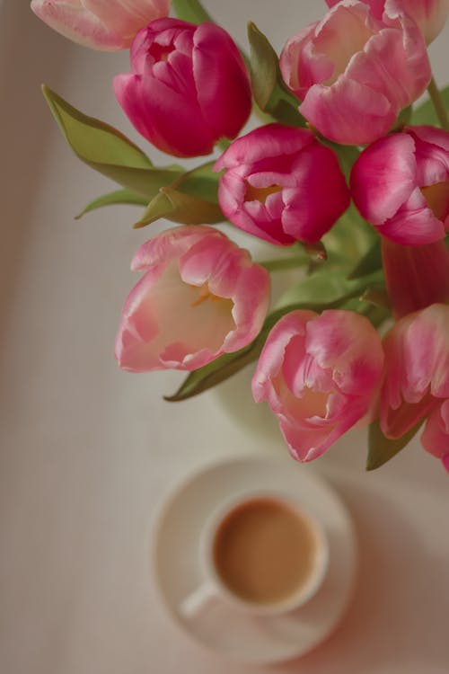 ฟรี คลังภาพถ่ายฟรี ของ กลีบดอก, กาแฟ, กาแฟในถ้วย คลังภาพถ่าย