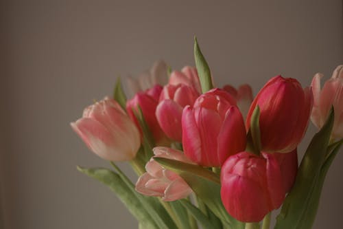 Gratis lagerfoto af blomster, flora, pink tulipaner Lagerfoto