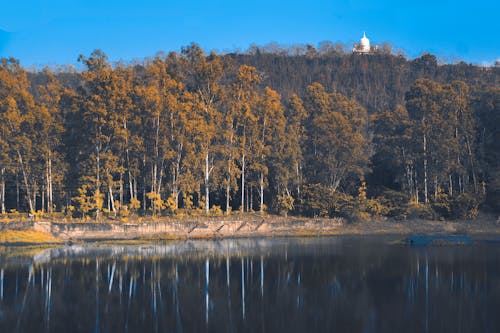 Tall Trees in the Forest near a Lake