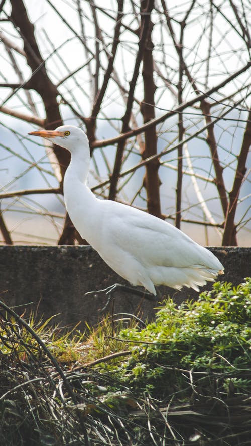 An Egret in the Wild