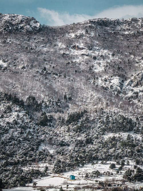 Trees on the Snow Covered Hill