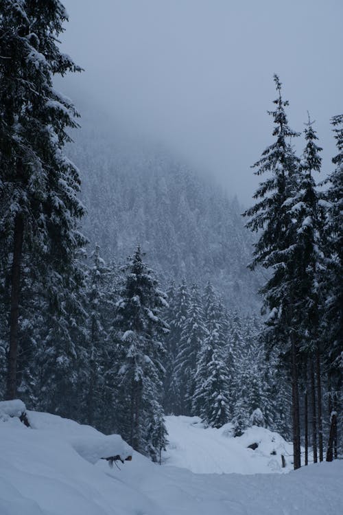 Free Tall Trees in the Forest during Snow Stock Photo