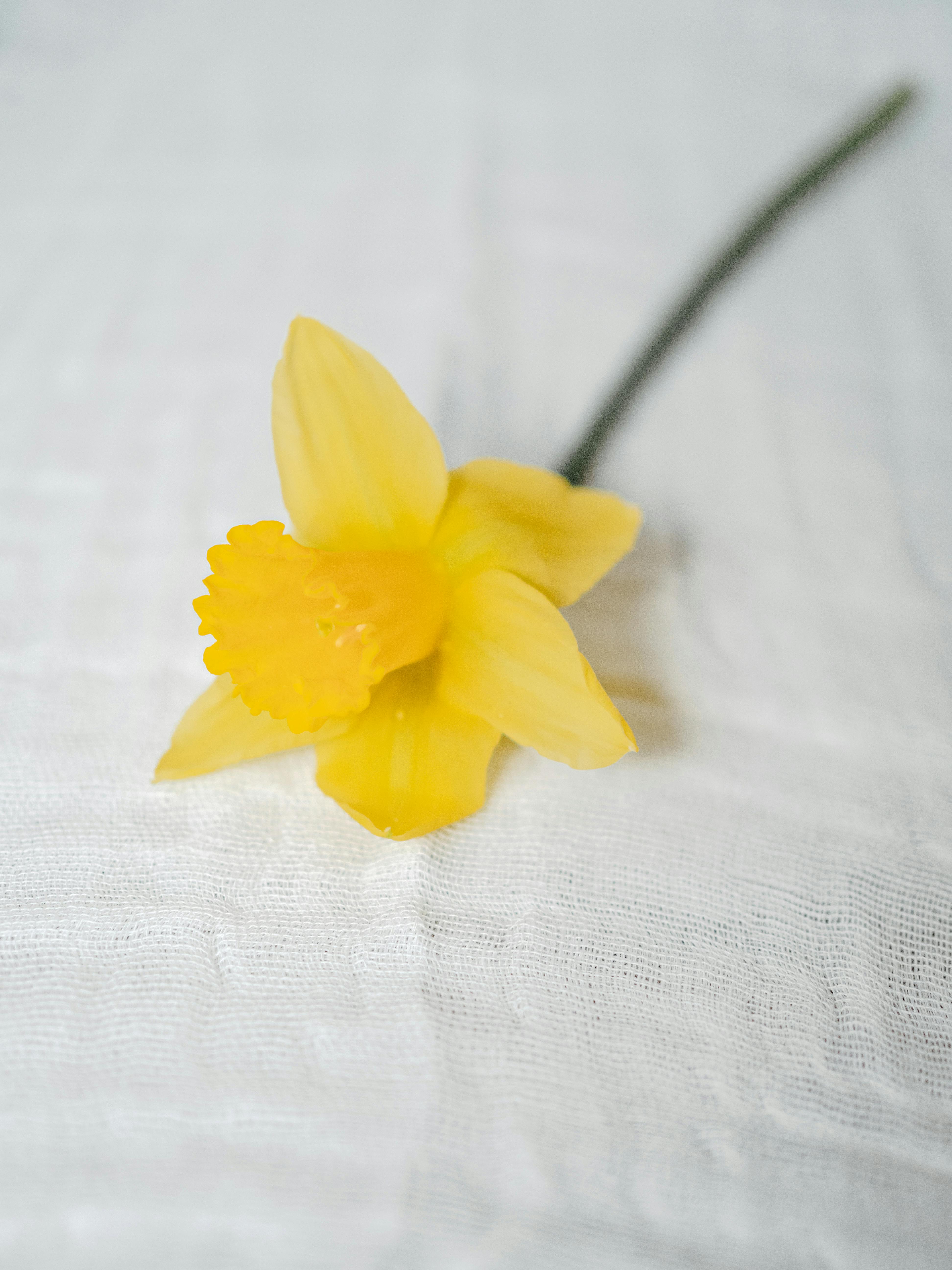 Close-up of a single yellow daffodil flower on white fabric, showcasing delicate petals.