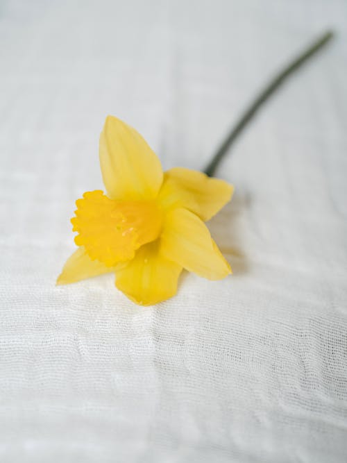 Close-Up Shot of a Yellow Daffodil