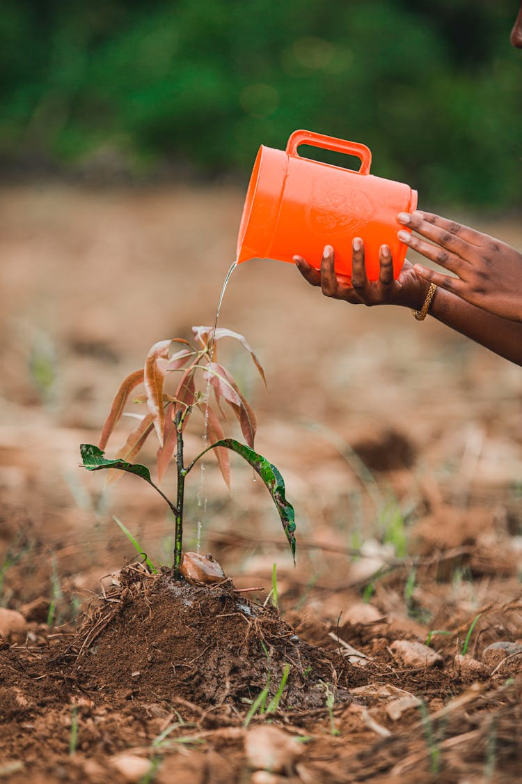 A Person Watering A Plant