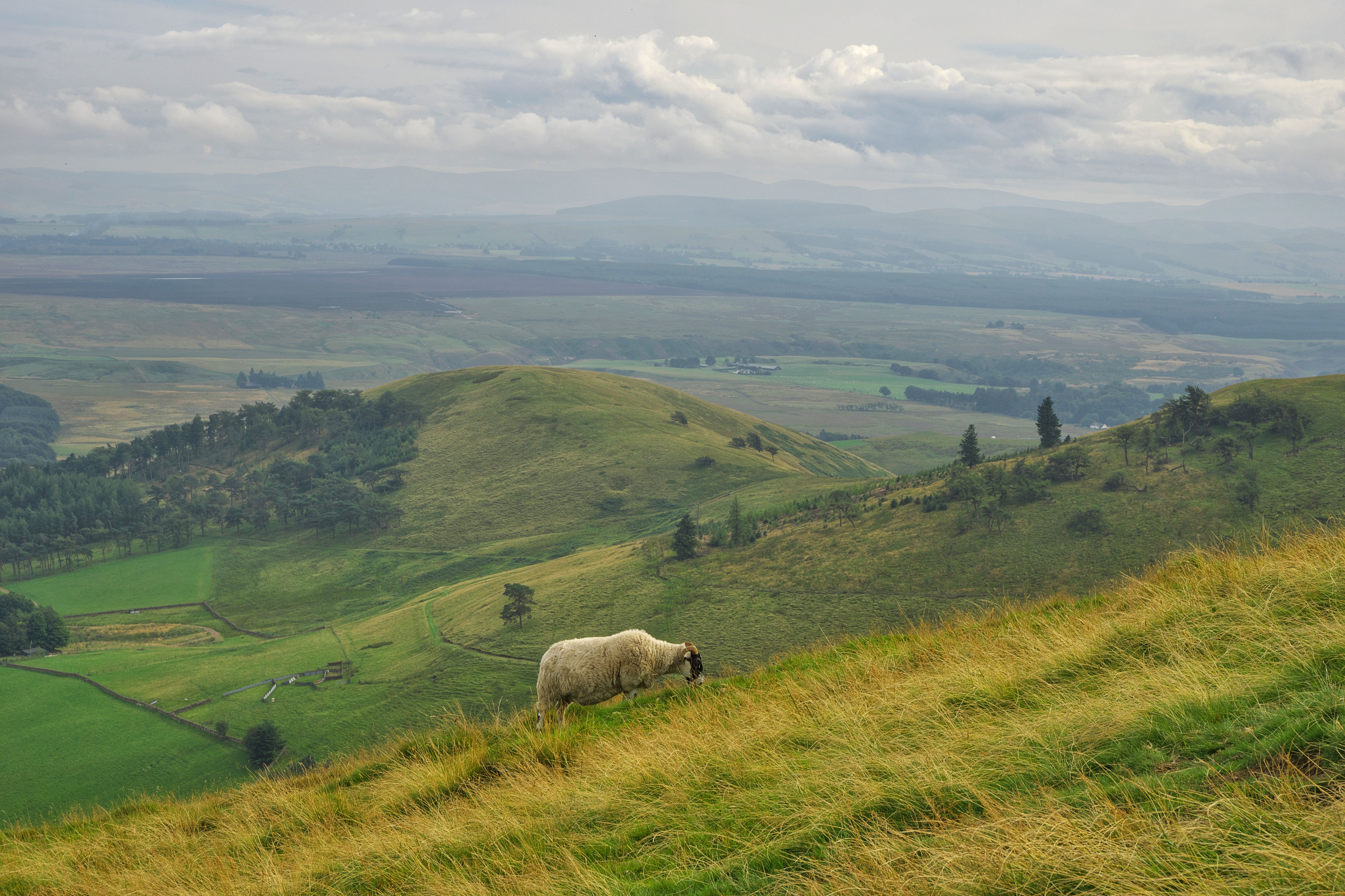 A sheep grazes on a lush green hillside in a picturesque highland landscape.