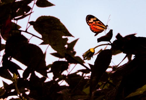 녹색 잎에 자리 잡고 붉은 Longwing 나비의 선택적 초점 사진