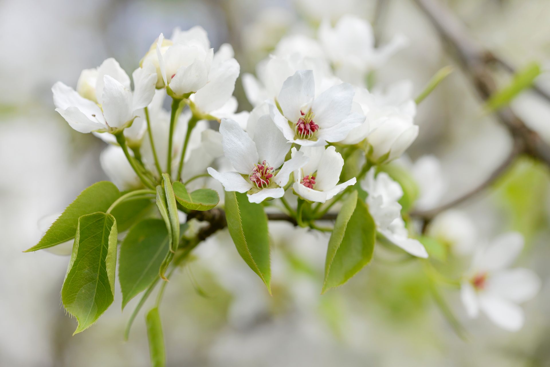 Close-up of delicate white pear blossoms and green leaves in full bloom, showcasing spring beauty.