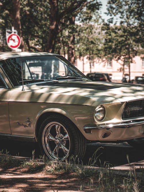 Foto profissional grátis de árvores, automobilístico, capô de carro