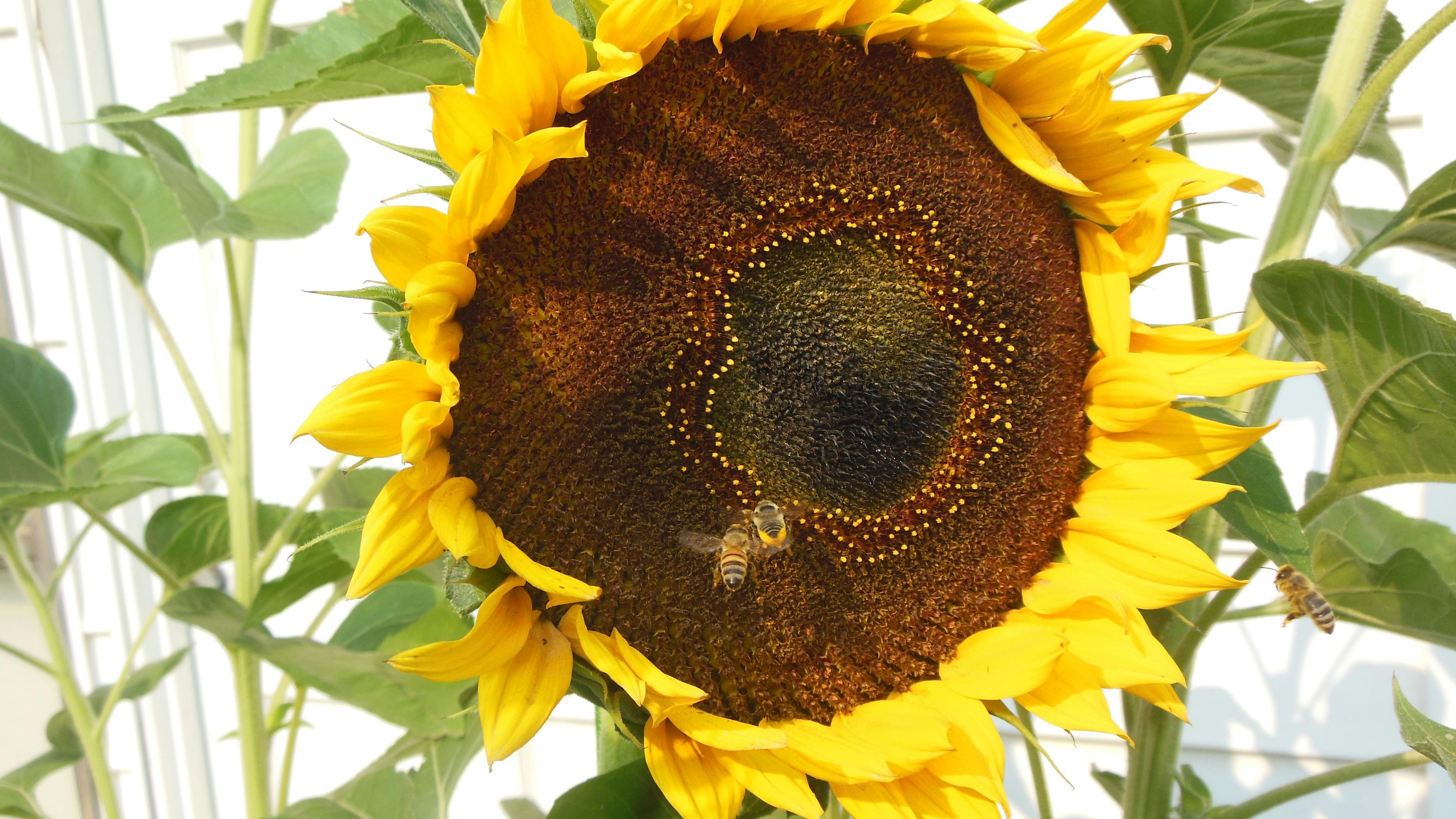 蜂蜜和向日葵 库存图片. 图片 包括有 自然, 木头, 有机, 产品, 蜂蜜, 北斗七星, 成份, 金子 - 36308377