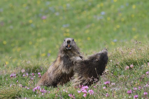 Marmots Playing on Grass Field With Purple Flowers