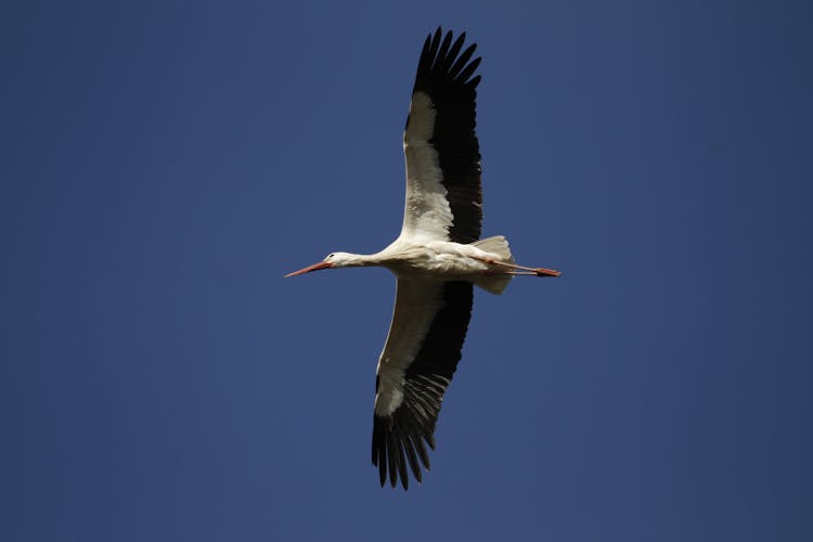 A Stork Flying 