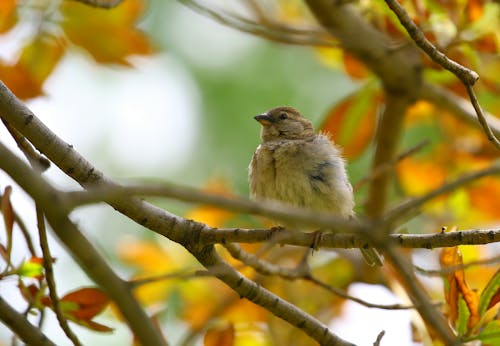 Pájaro Marrón Aferrado Al árbol