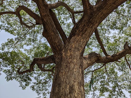 卡岱树, 自然, 葉子 的 免费素材图片