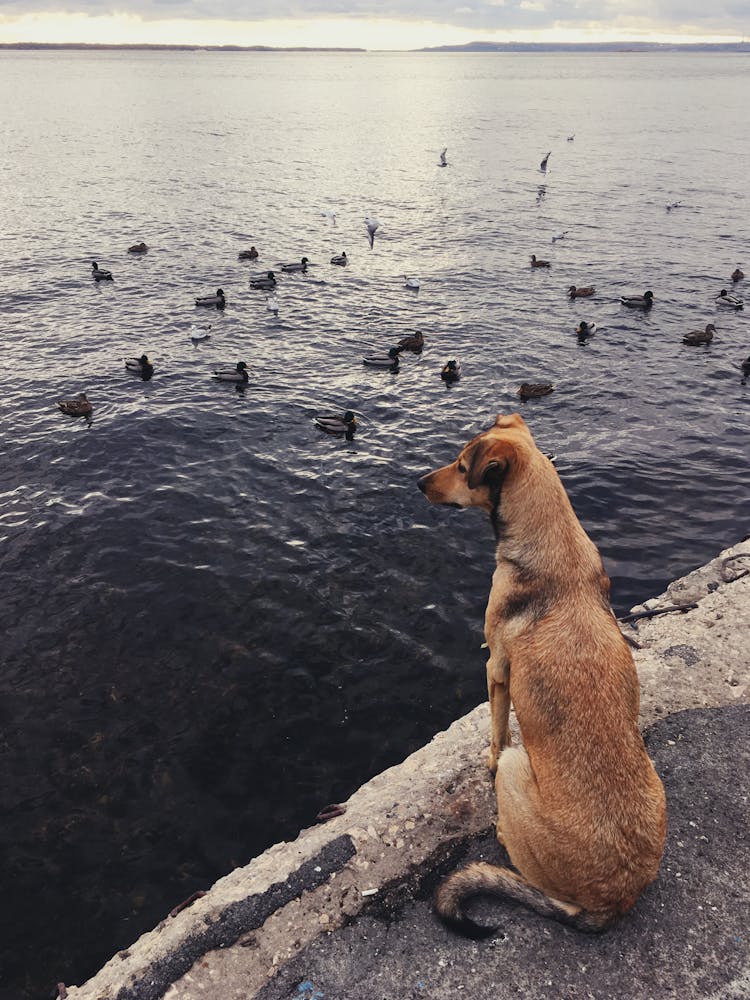 Dog Looking At River