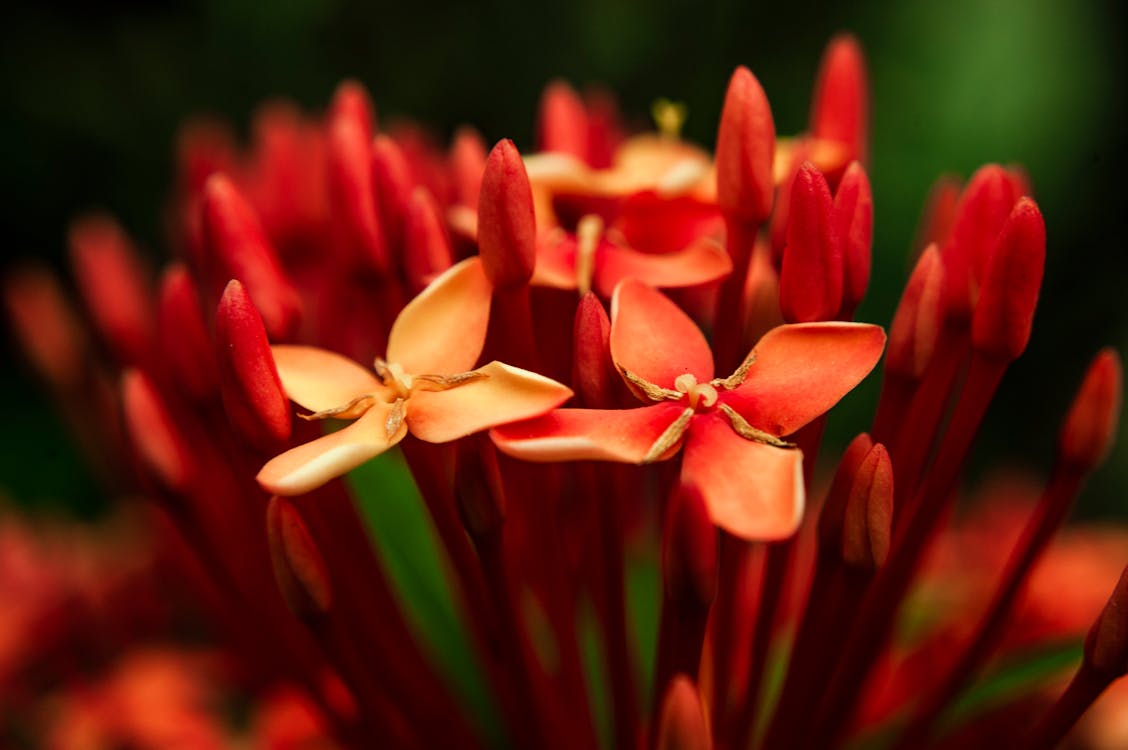 Foto De Flores De Pétalos Rojos