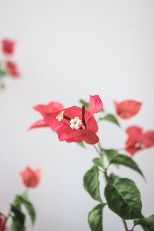 Close-up of a White Flower inside a Pink Flower