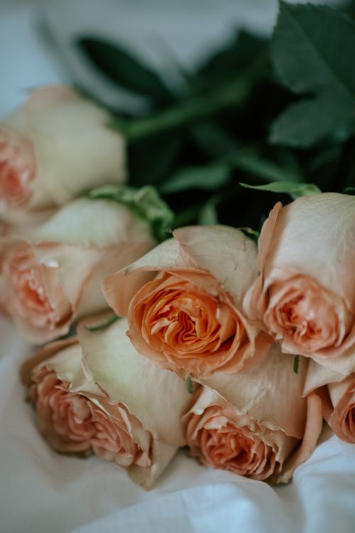 Free A beautiful close-up of peach roses resting on a soft white background, exuding elegance and charm. Stock Photo