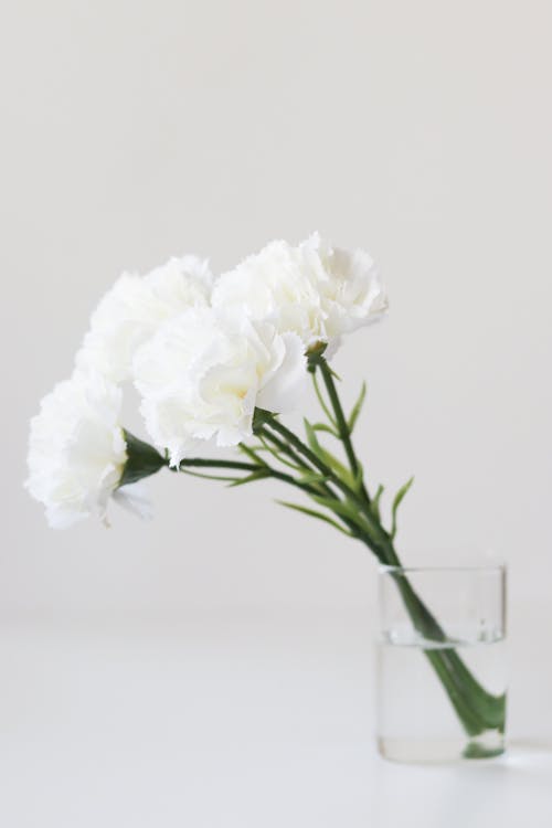 Free Close-up of White Flowers in a Vase Stock Photo