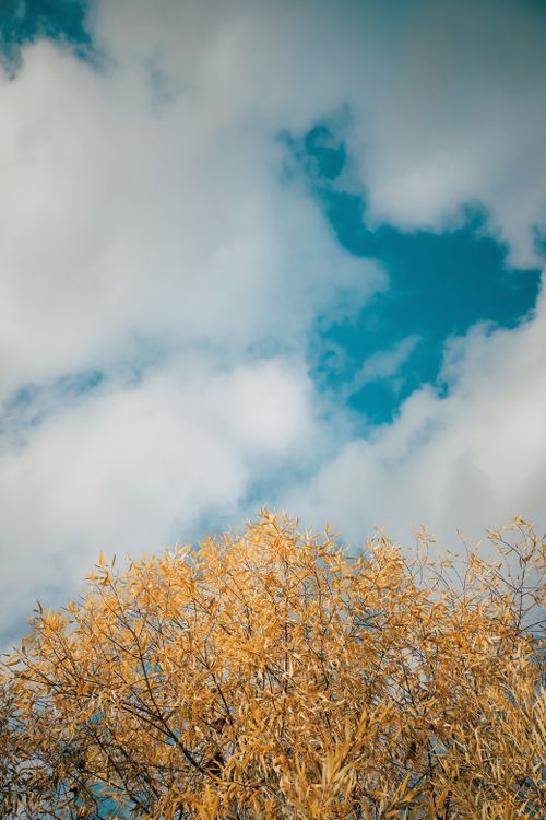 Free Golden tree branches reaching up towards a vibrant blue sky scattered with clouds. Stock Photo