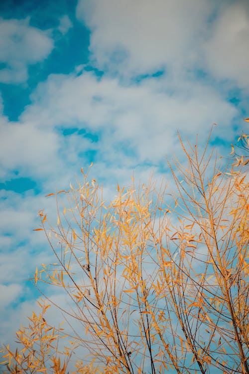 Kostenloses Stock Foto zu äste, blauer himmel, gelbe blätter