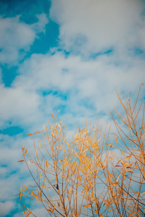 Безкоштовне стокове фото на тему «блакитне небо, вертикальні постріл, гілки»