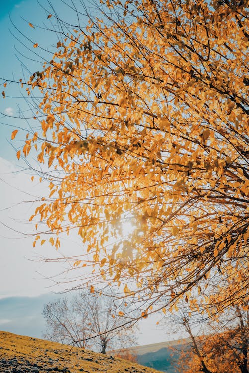 Free Close-up of a Tree with Fall Foliage Stock Photo