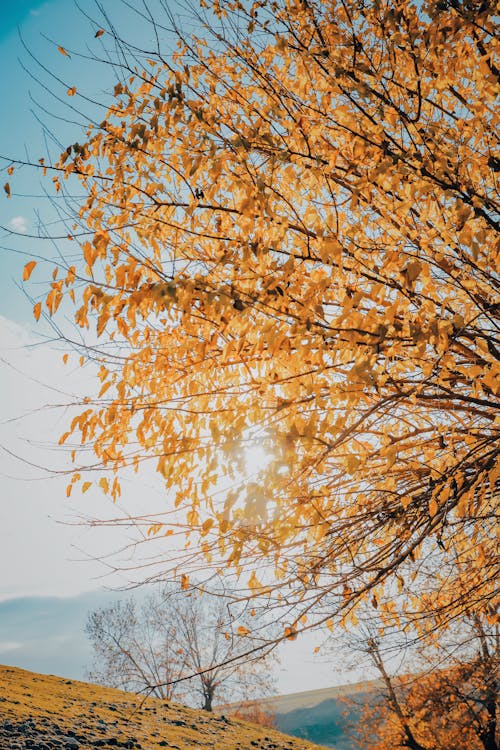 Close-up of a Tree with Fall Foliage