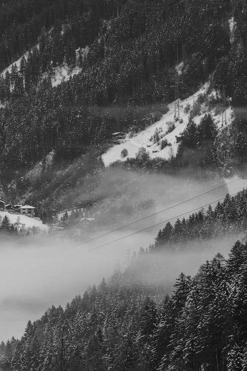 Black and White Photo of Foggy Forest in the Mountains