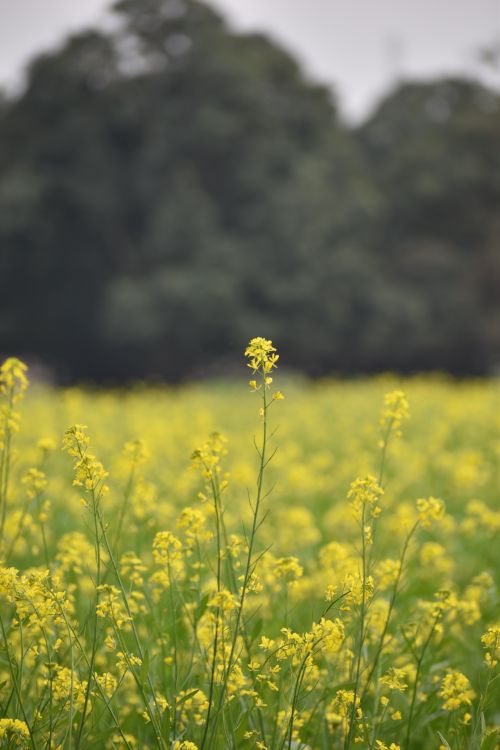 Free Stretch of yellow mustard flowers under a serene sky, perfect for nature lovers. Stock Photo