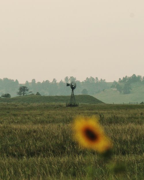 Free Serene landscape featuring a lone windmill and a sunflower in a tranquil field. Stock Photo