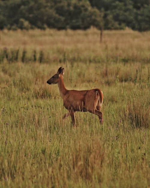 Free stock photo of animal, antelope, antler Stock Photo