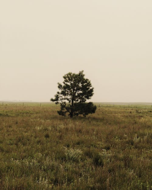 Foto profissional grátis de árvore, campo, cênico