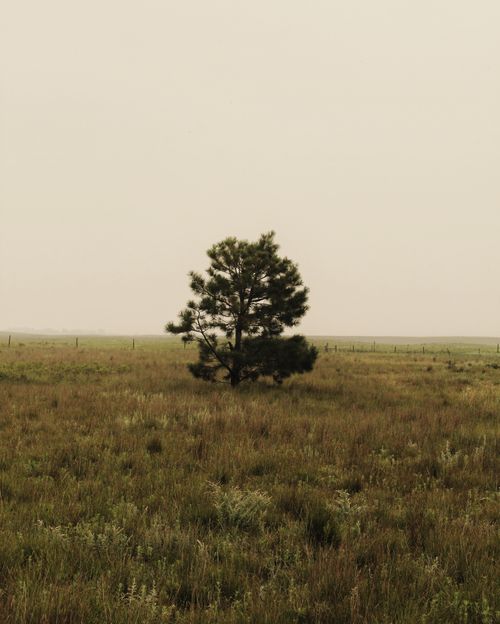 Free A lone tree stands prominently in a wide open field, under a hazy sky, capturing nature's simplicity. Stock Photo